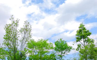 涼しい色で心身をクールダウンしませんか?