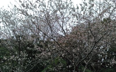 新年を迎える準備中