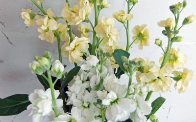 水瓶座の新月は強力よね・・