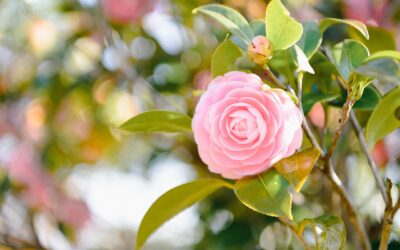 2月のイベントが決まりました