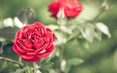 ライオンズゲートが閉じる日