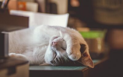 心が疲れないSNSのコツは？