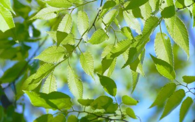 五月病予防に心のスピード調整を