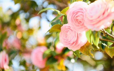 乙女座の新月に寄せて