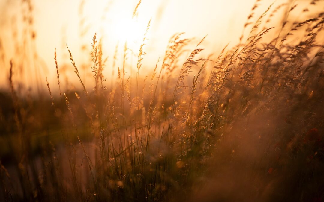 ツクツクホーシがなく頃に