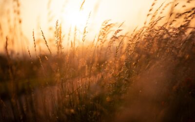 ツクツクホーシがなく頃に