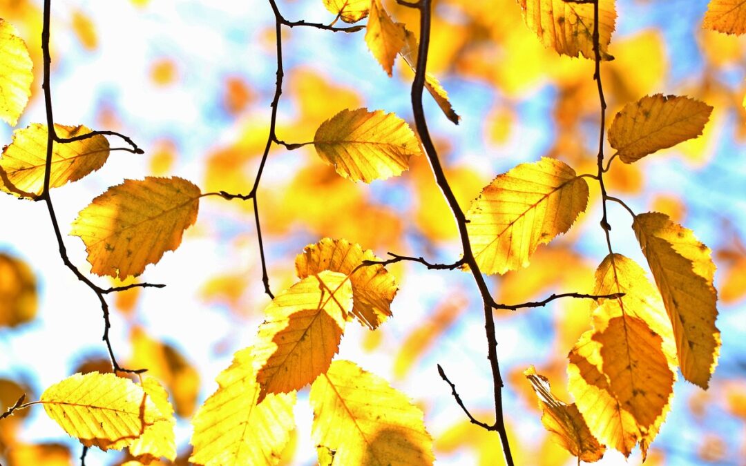 季節と共に心もシフトチェンジ