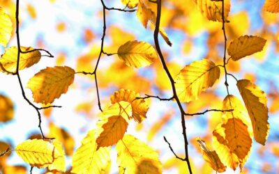 季節と共に心もシフトチェンジ