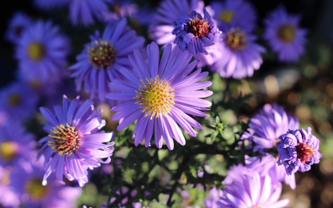 秋色を取り入れてみませんか？