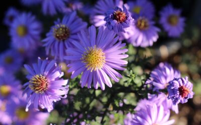 秋色を取り入れてみませんか？