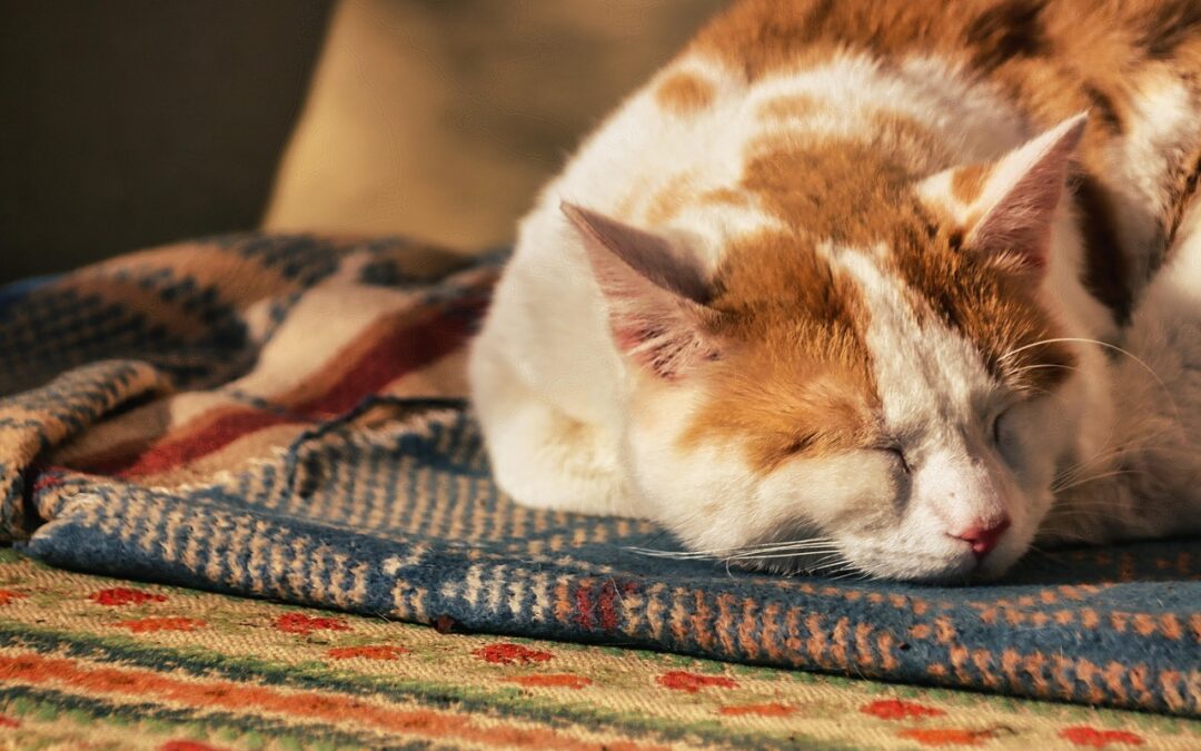 「鈍感力」ありますか？